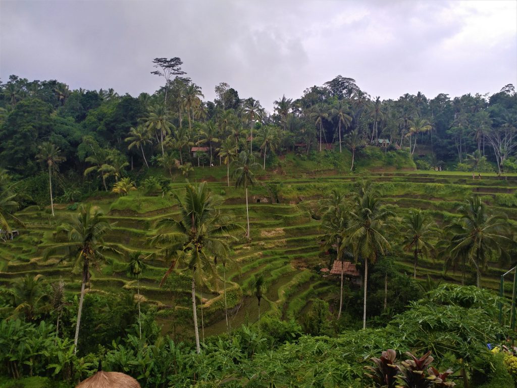 Tegalalang rice terrace