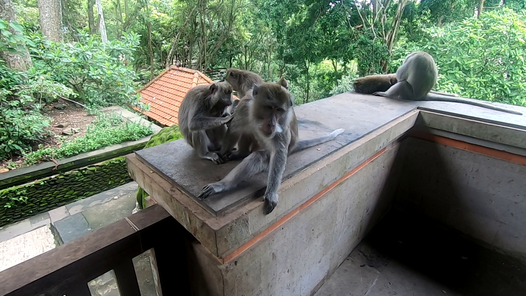 monkeys at the monkey forest