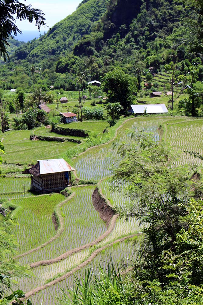 rice terraces in the hillside