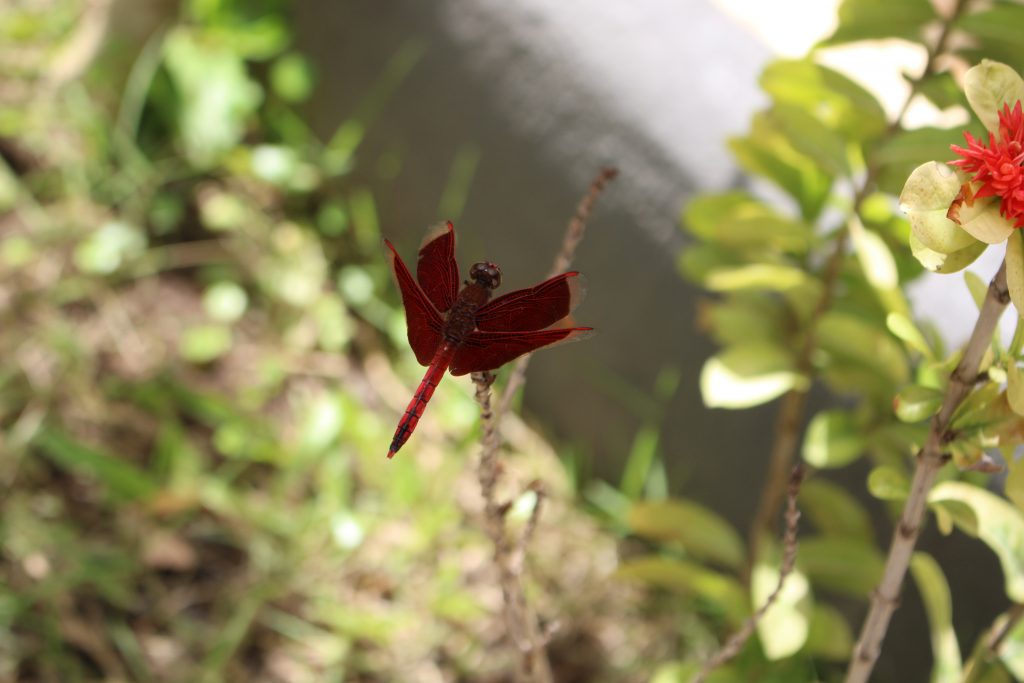 a red dragonfly