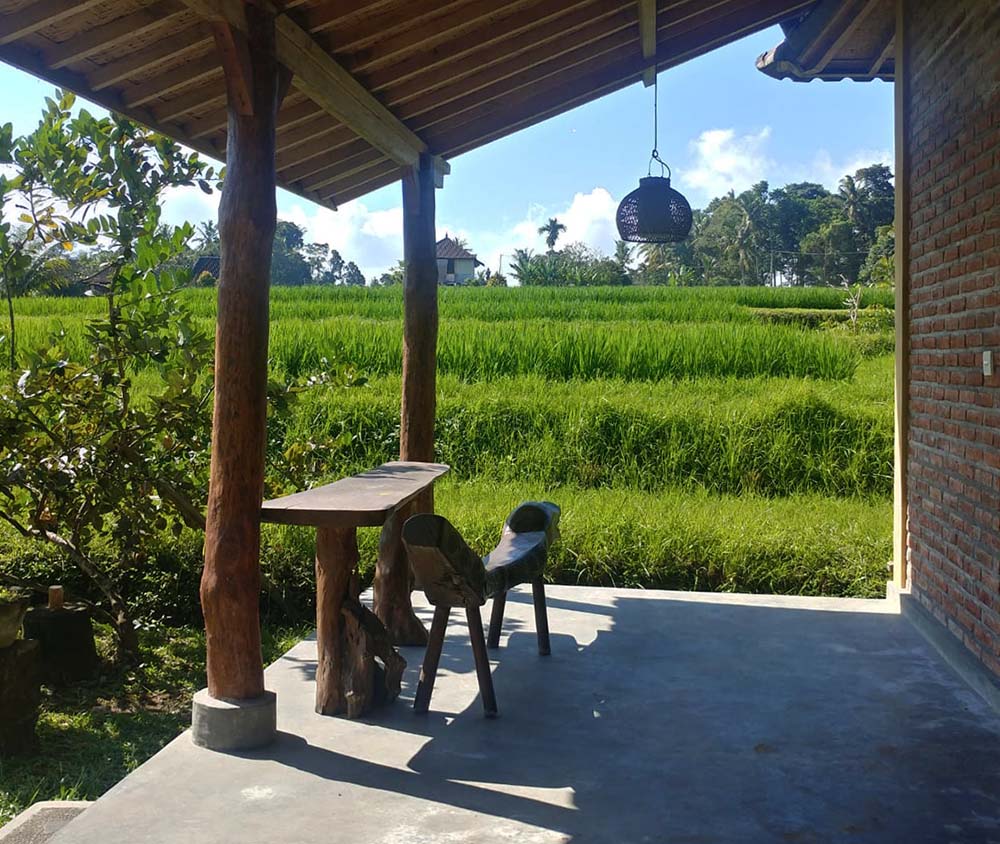 coffee in the rice fields