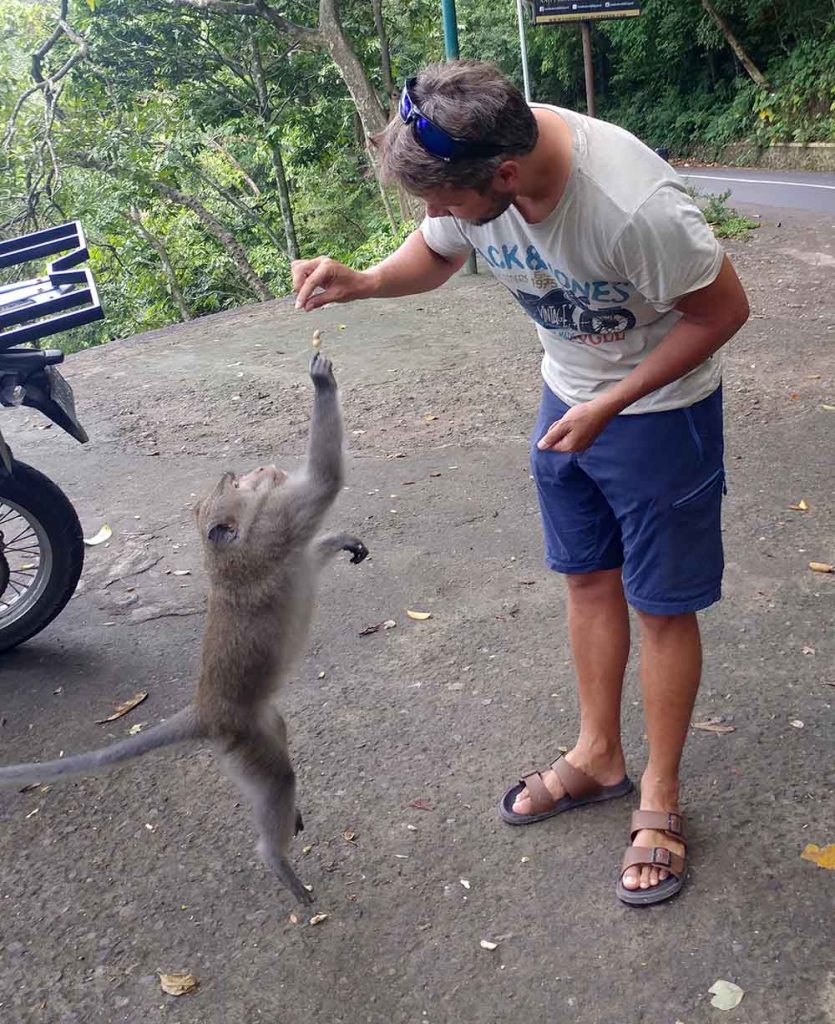 feeding the monkey