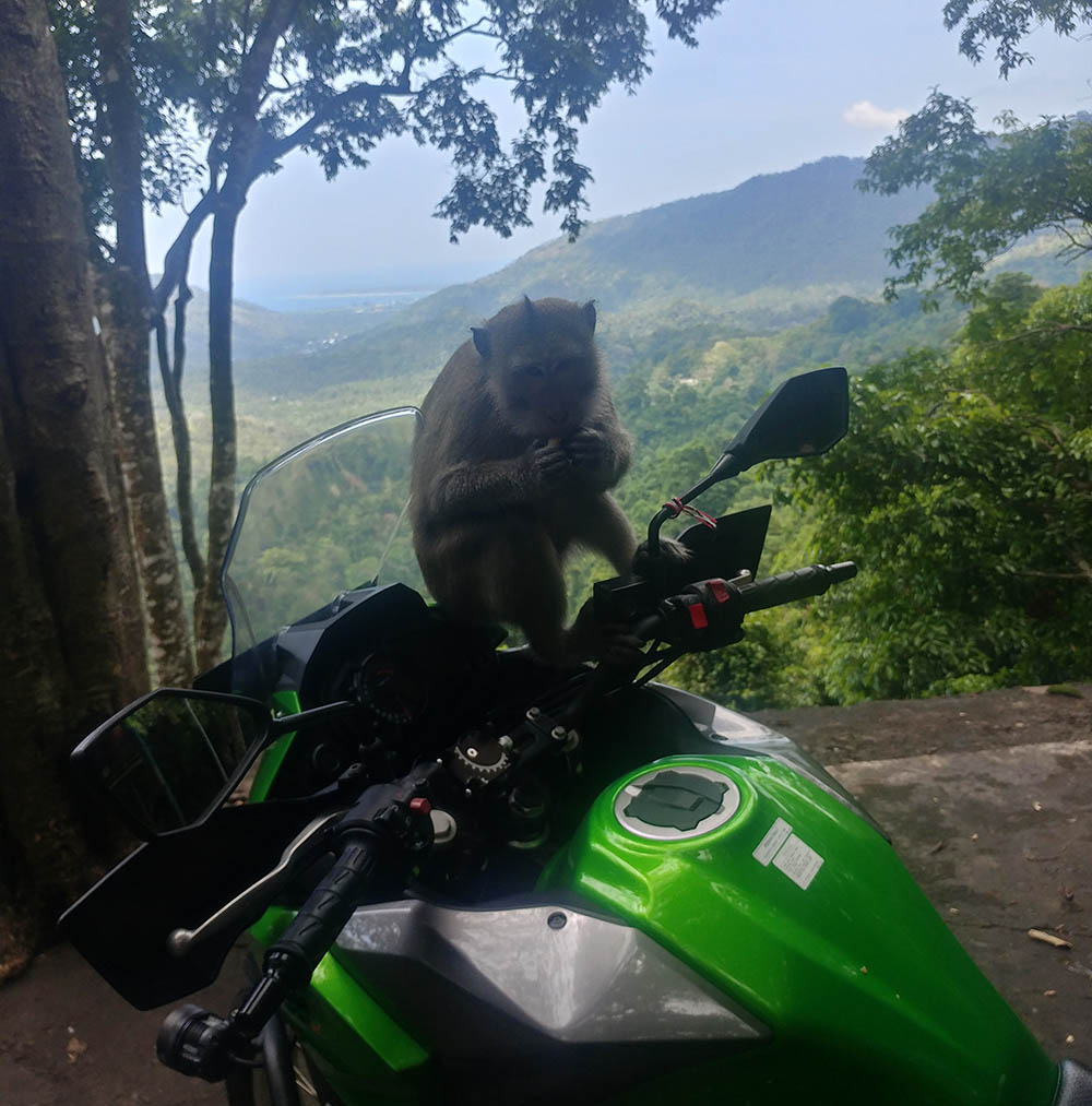 Monkey on the bike