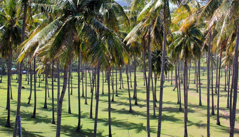 we love palmtrees!