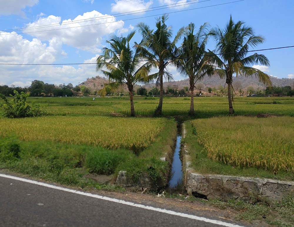 a rarely seen rice field on Sumbawa