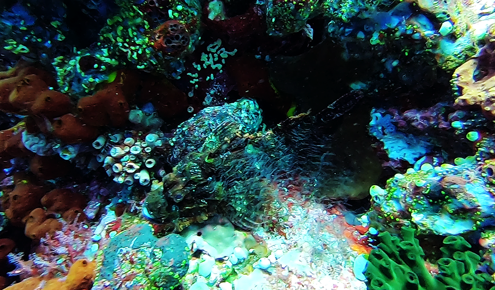 can you spot the fish?