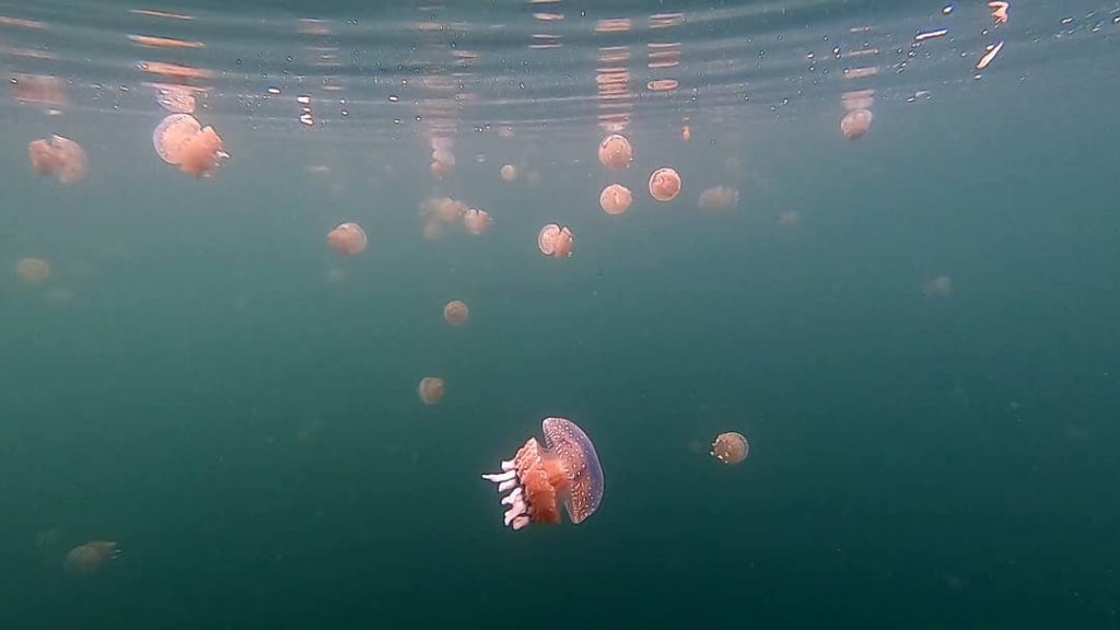 so many jellyfish
